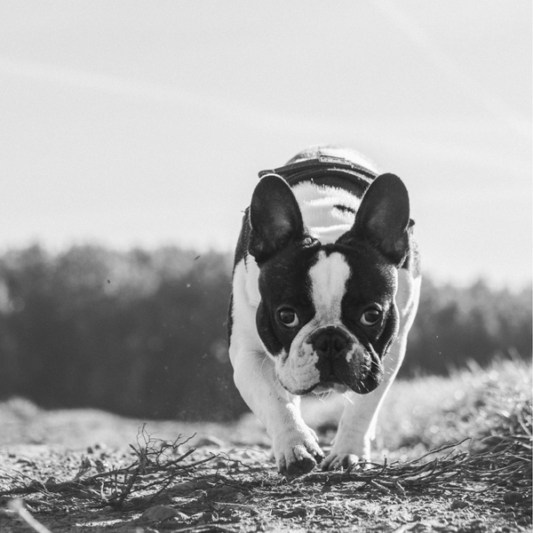 The French Bulldog: A Charming Profile